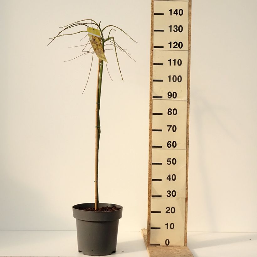 Spécimen de Erable du Japon - Acer palmatum Cascade Citrine Pot de 12L/15L, Demi-tige tel que livré en hiver