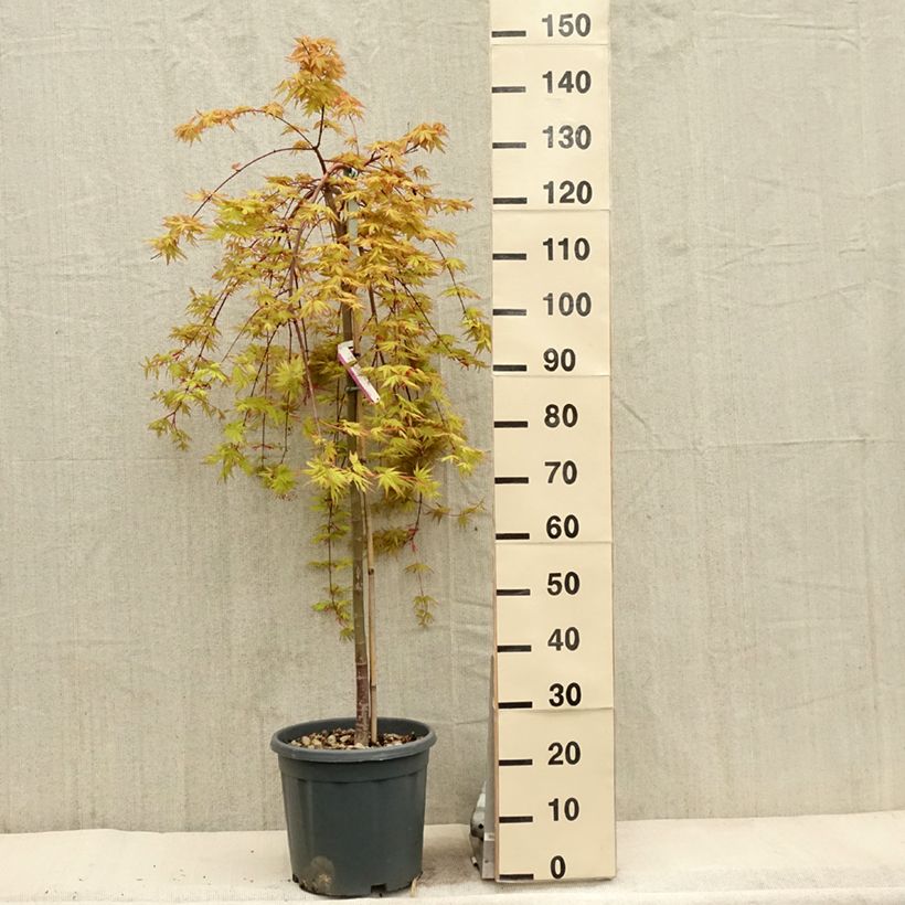 Spécimen de Érable du Japon - Acer palmatum Cascade Gold Pot de 12L/15L, Quart de tige tel que livré au printemps
