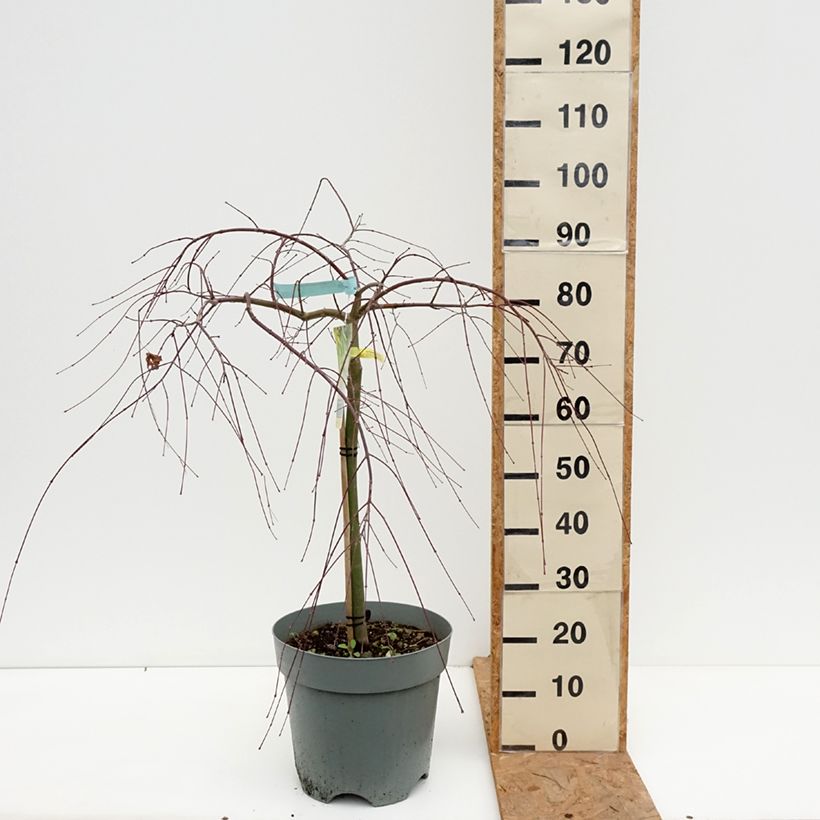 Spécimen de Érable du Japon - Acer palmatum Cascade Gold Pot de 12L/15L, Quart de tige tel que livré en automne