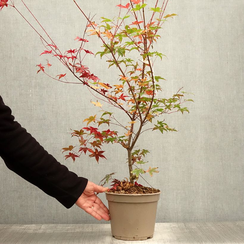 Spécimen de Érable du Japon - Acer palmatum Deshojo Pot de 4L/5L, Gréffé tel que livré en automne
