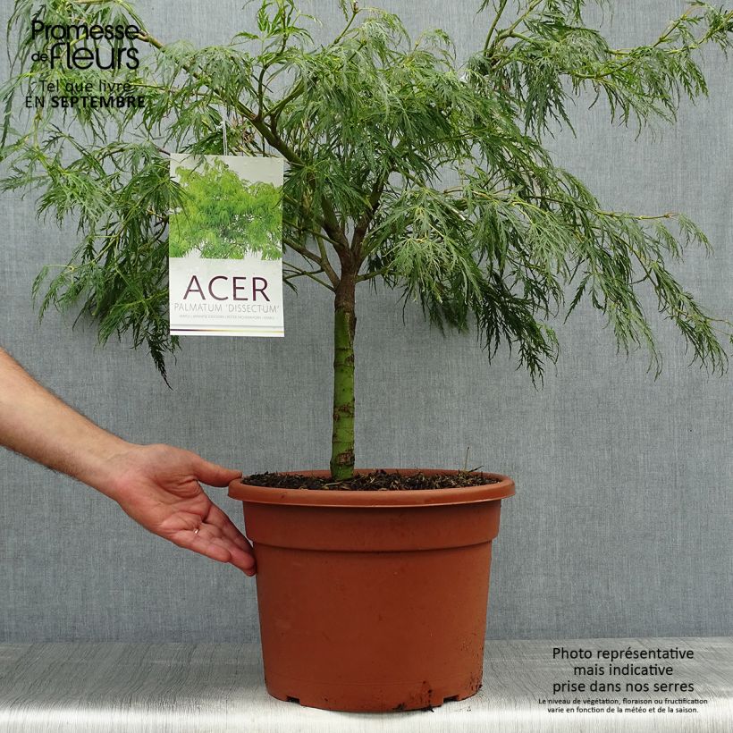 Spécimen de Érable du Japon - Acer palmatum Dissectum Pot de 7,5L/10L tel que livré en automne