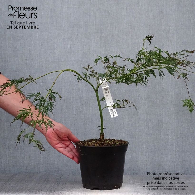 Spécimen de Érable du Japon - Acer palmatum Dissectum Pot de 3L/4L tel que livré en automne