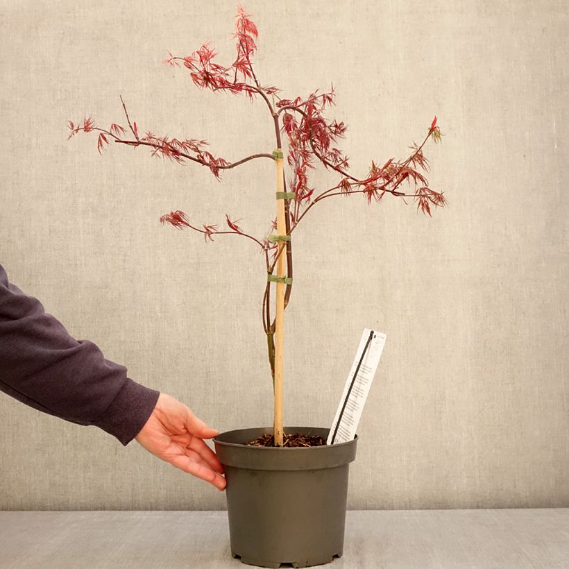 Spécimen de Érable du Japon - Acer palmatum Dissectum Firecracker Pot de 4L/5L tel que livré au printemps