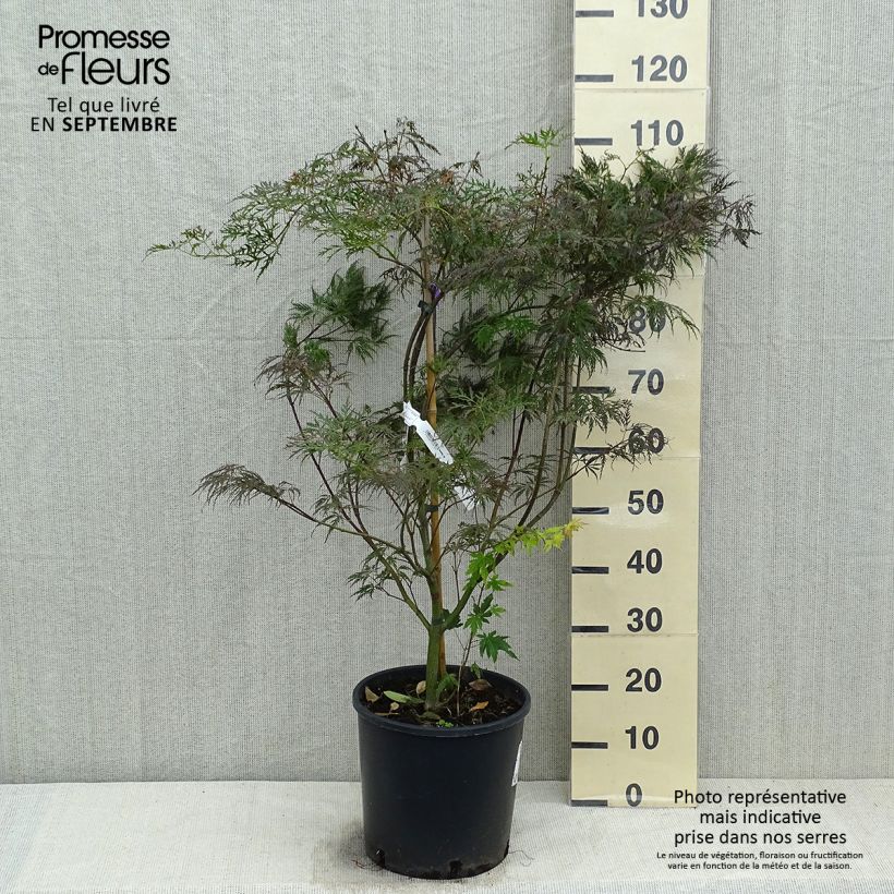 Spécimen de Érable du Japon - Acer palmatum Dissectum Garnet Pot de 6L/7L tel que livré en automne