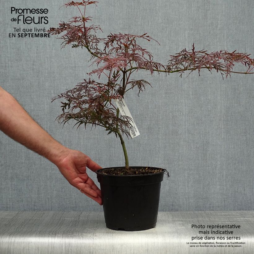 Spécimen de Érable du Japon - Acer palmatum Dissectum Garnet Pot de 3L/4L tel que livré en automne