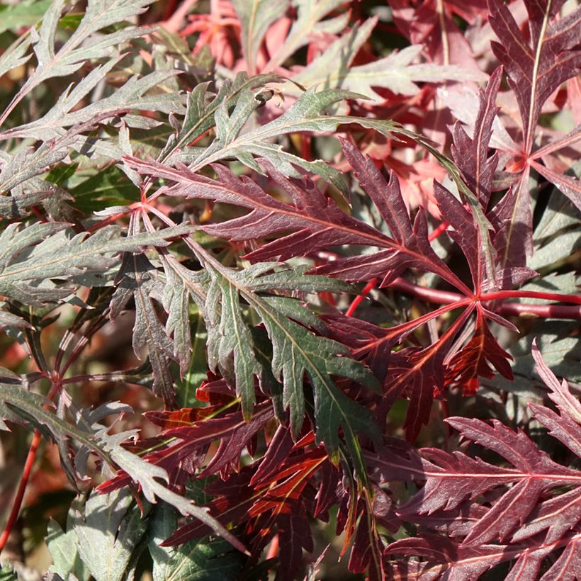 Erable du Japon - Acer palmatum Dissectum Orangeola (Feuillage)