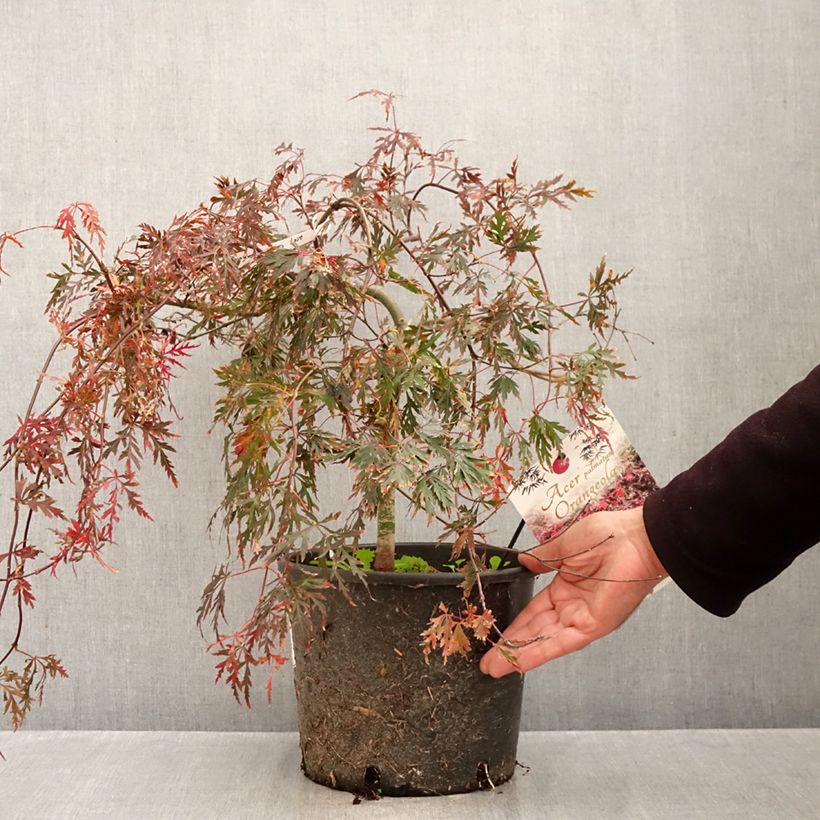 Spécimen de Erable du Japon - Acer palmatum Dissectum Orangeola Pot de 7,5L/10L tel que livré en automne