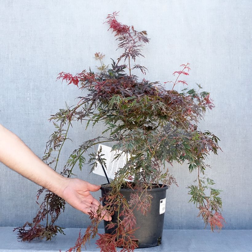 Spécimen de Erable du Japon - Acer palmatum Dissectum Orangeola Pot de 7,5L/10L tel que livré en été