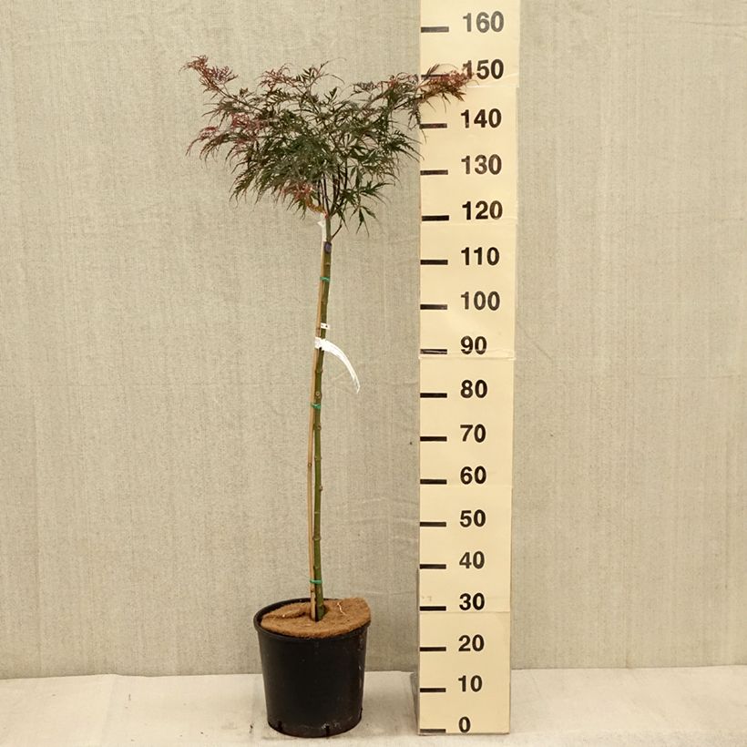 Spécimen de Érable du Japon - Acer palmatum Dissectum Tamukeyama Pot de 7,5L/10L tel que livré en automne