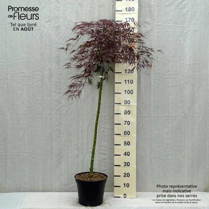 Spécimen de Érable du Japon - Acer palmatum Dissectum Tamukeyama Pot de 7,5L/10L tel que livré en été