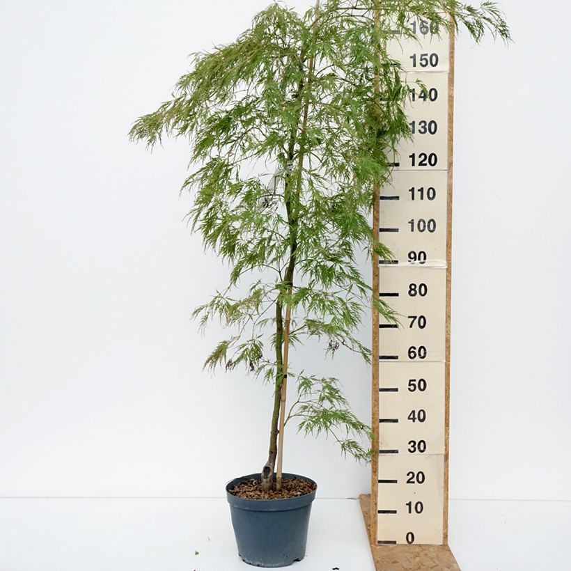Spécimen de Érable du Japon - Acer palmatum Dissectum Viridis Pot de 12L/15L, Tige tel que livré en automne