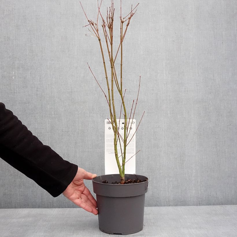 Spécimen de Érable du Japon - Acer palmatum Going Green Pot de 3L/4L tel que livré en hiver