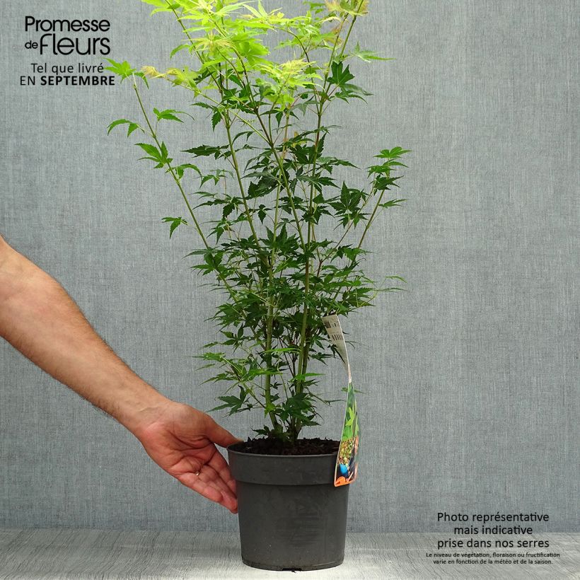 Spécimen de Érable du Japon - Acer palmatum Katsura Pot de 2L/3L tel que livré en automne
