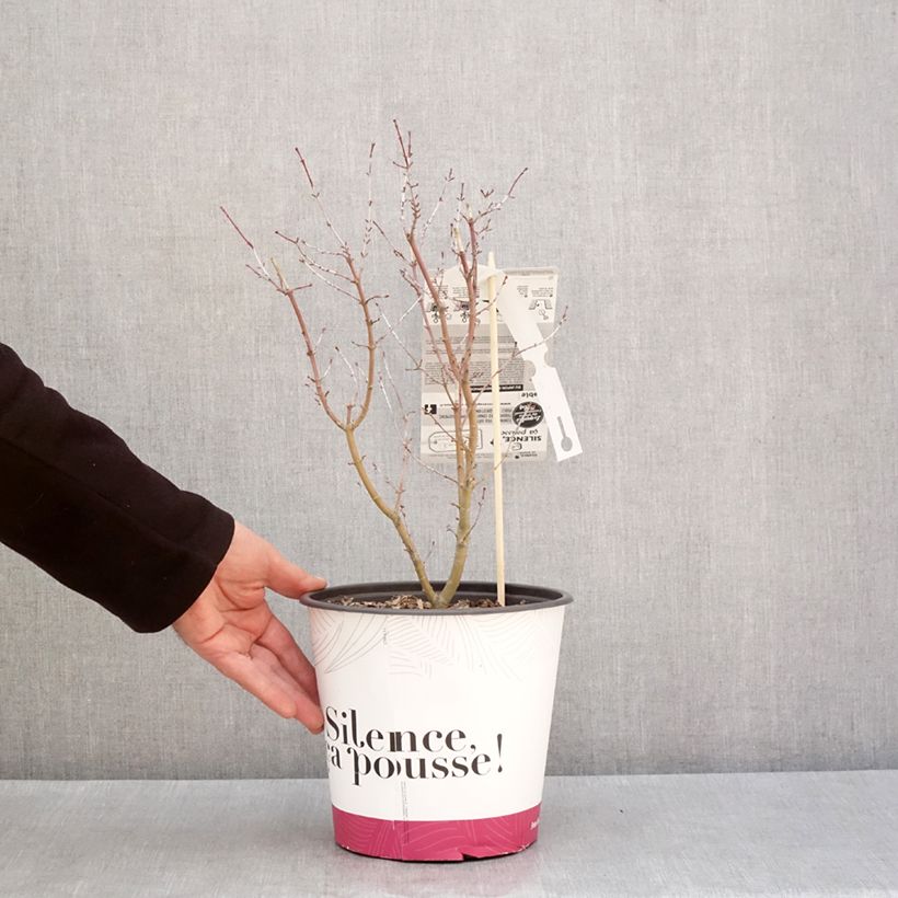 Spécimen de Erable du Japon - Acer palmatum Metamorphosa Pot de 4L/5L tel que livré en hiver