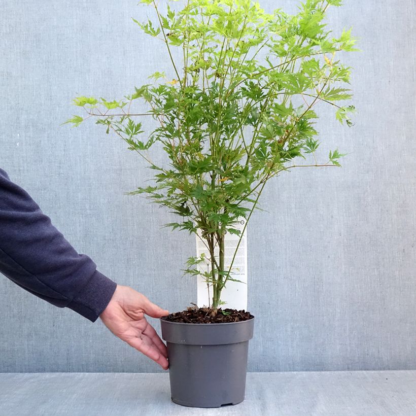 Spécimen de Erable du Japon - Acer palmatum Orange Lace Pot de 3L/4L tel que livré en automne