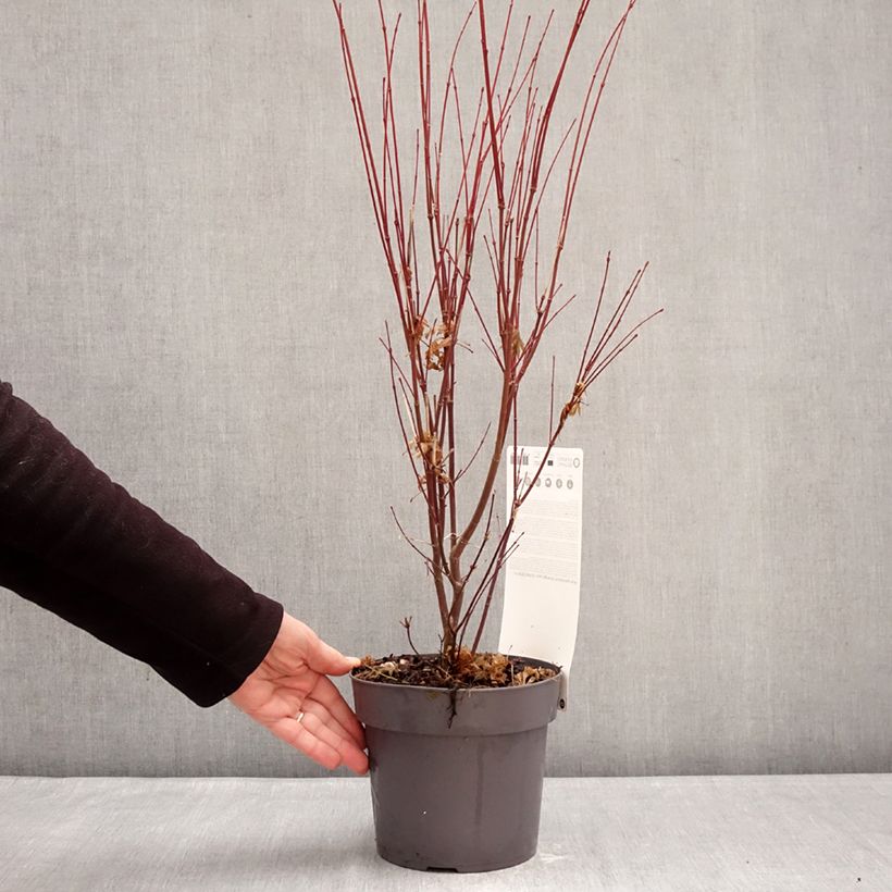 Spécimen de Erable du Japon - Acer palmatum Orange Lace Pot de 3L/4L tel que livré en hiver