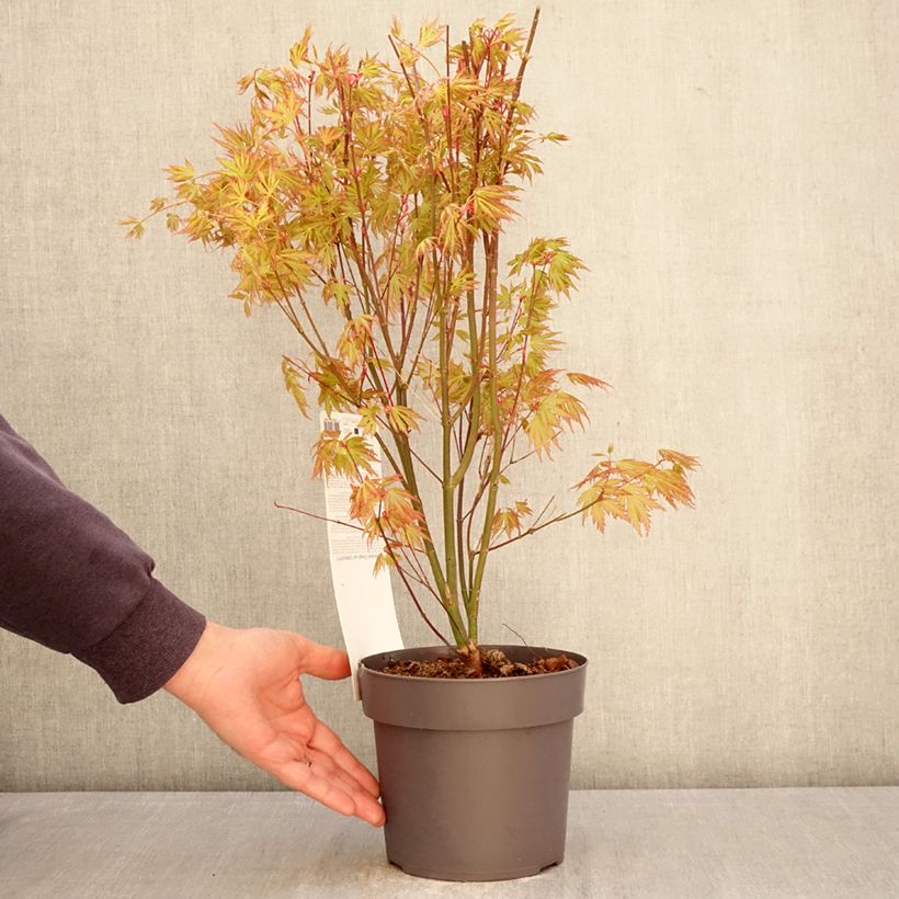 Spécimen de Erable du Japon - Acer palmatum Orange Lace Pot de 3L/4L tel que livré au printemps