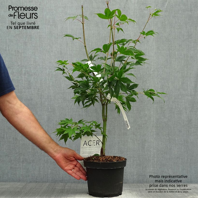 Spécimen de Érable du Japon - Acer palmatum Osakazuki Pot de 3L/4L tel que livré en automne