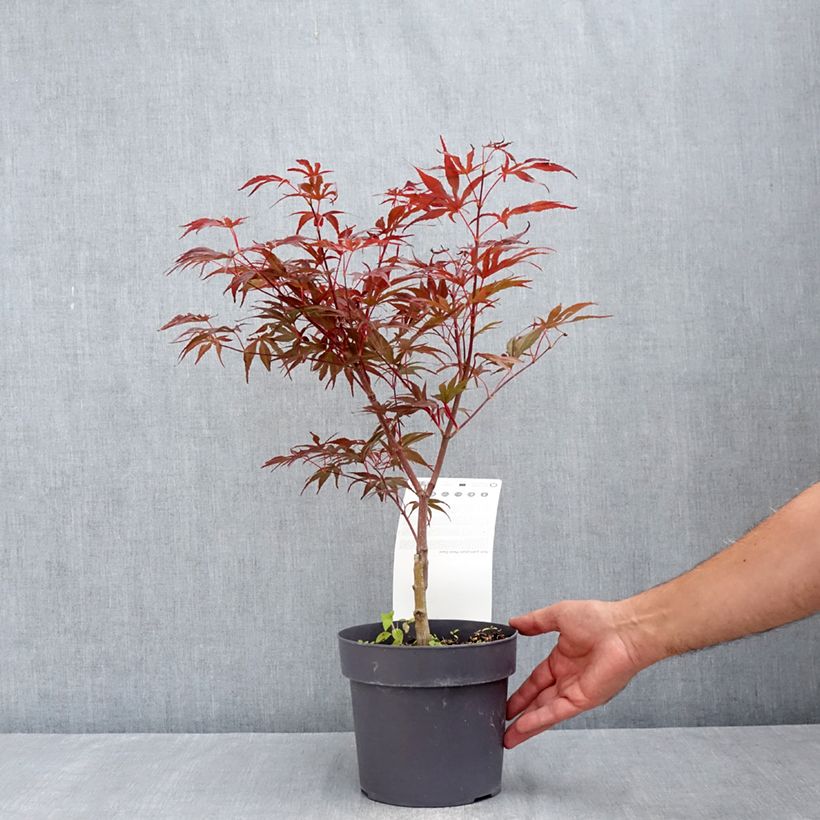 Spécimen de Érable du Japon - Acer palmatum Peve Dave Pot de 3L/4L tel que livré en été