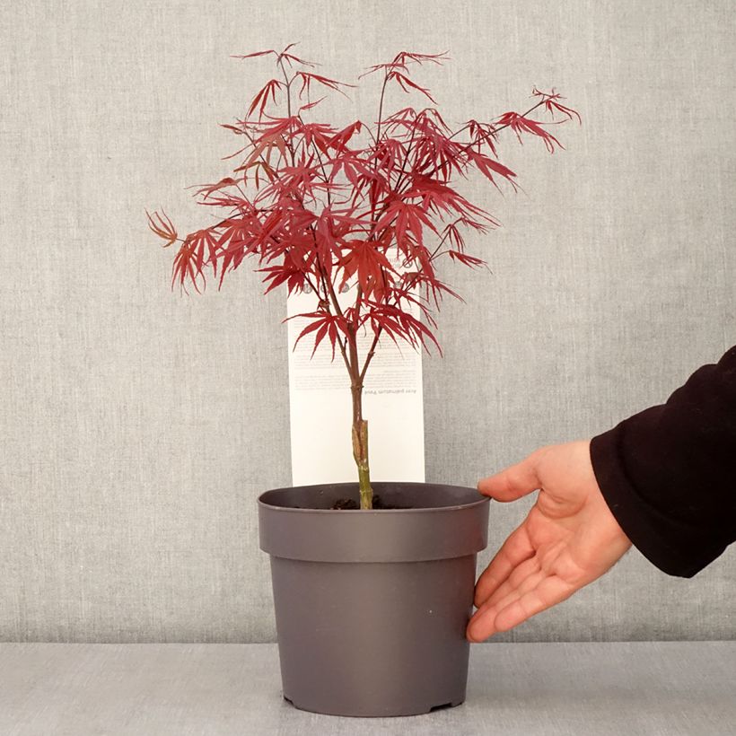 Spécimen de Érable du Japon - Acer palmatum Peve Dave Pot de 3L/4L tel que livré au printemps