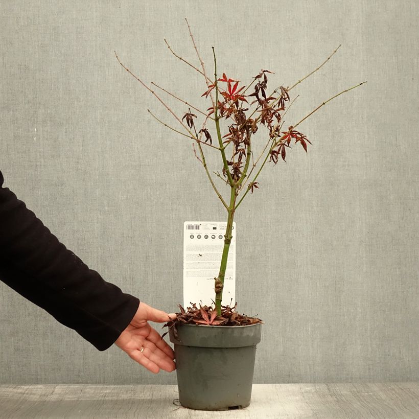 Spécimen de Érable du Japon - Acer palmatum Peve Starfish Pot de 2L/3L tel que livré en automne