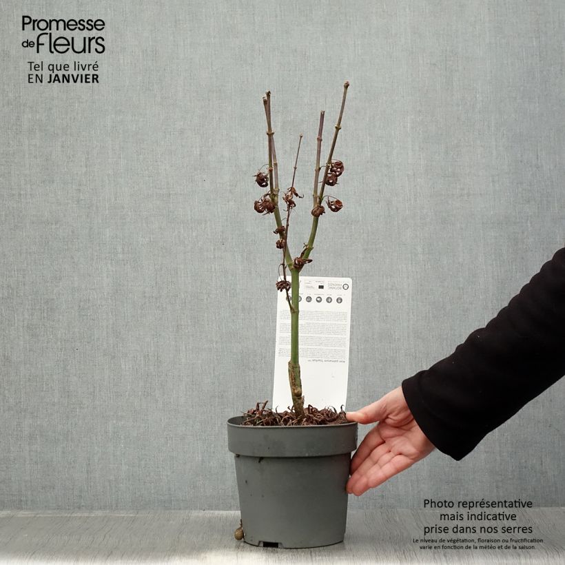 Spécimen de Érable du Japon - Acer palmatum Peve Starfish Pot de 2L/3L tel que livré en hiver