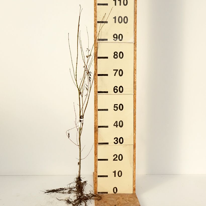 Spécimen de Érable du Japon - Acer palmatum Racines nues tel que livré en hiver