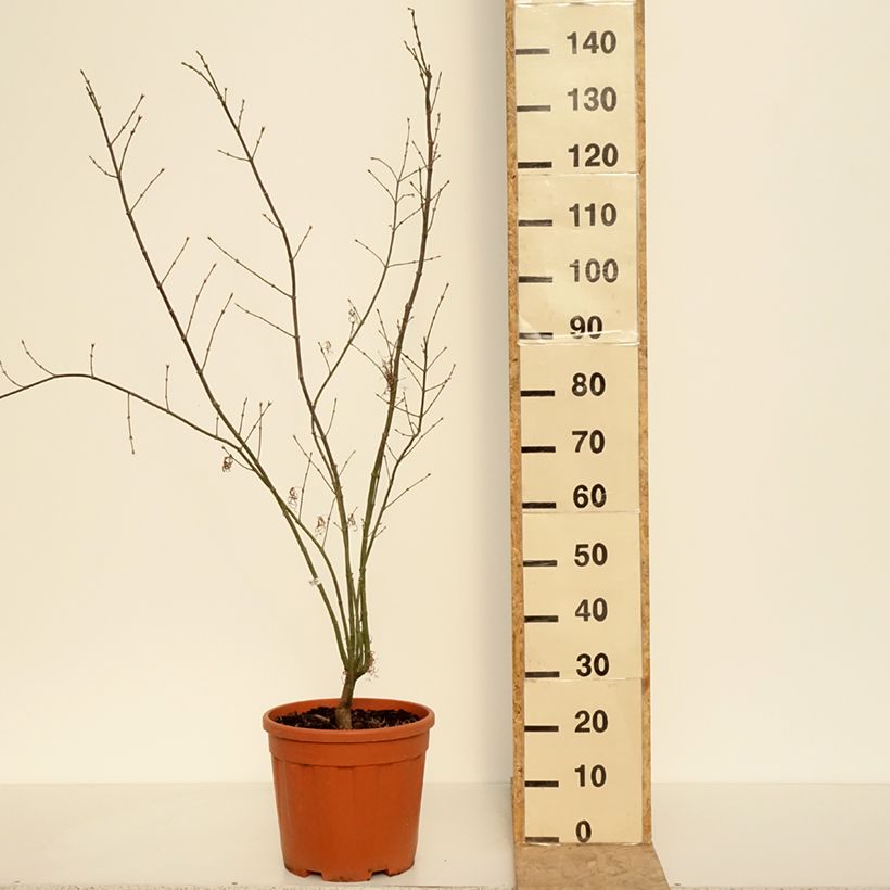 Spécimen de Erable du Japon - Acer palmatum Red Pygmy Pot de 12L/15L, Greffé tel que livré au printemps