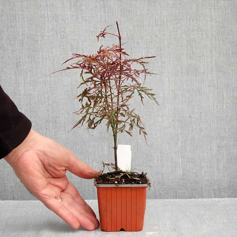 Spécimen de Erable du Japon - Acer palmatum Royal Garnet Godet de 8/9 cm tel que livré en automne