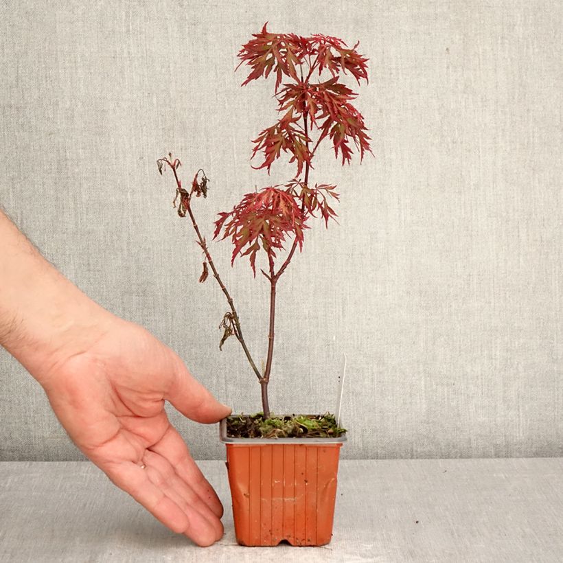Spécimen de Erable du Japon - Acer palmatum Royal Garnet Godet de 8/9 cm tel que livré au printemps