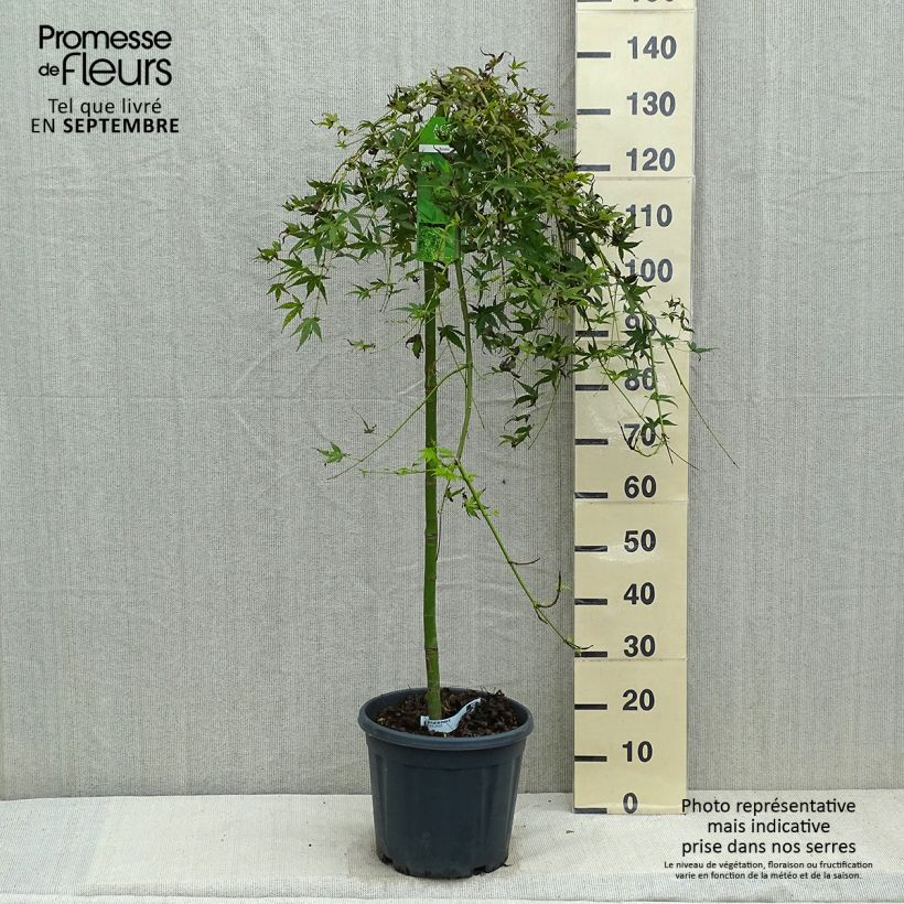 Spécimen de Érable du Japon - Acer palmatum Ryusen Pot de 12L/15L, Tige de 50 cm tel que livré en automne
