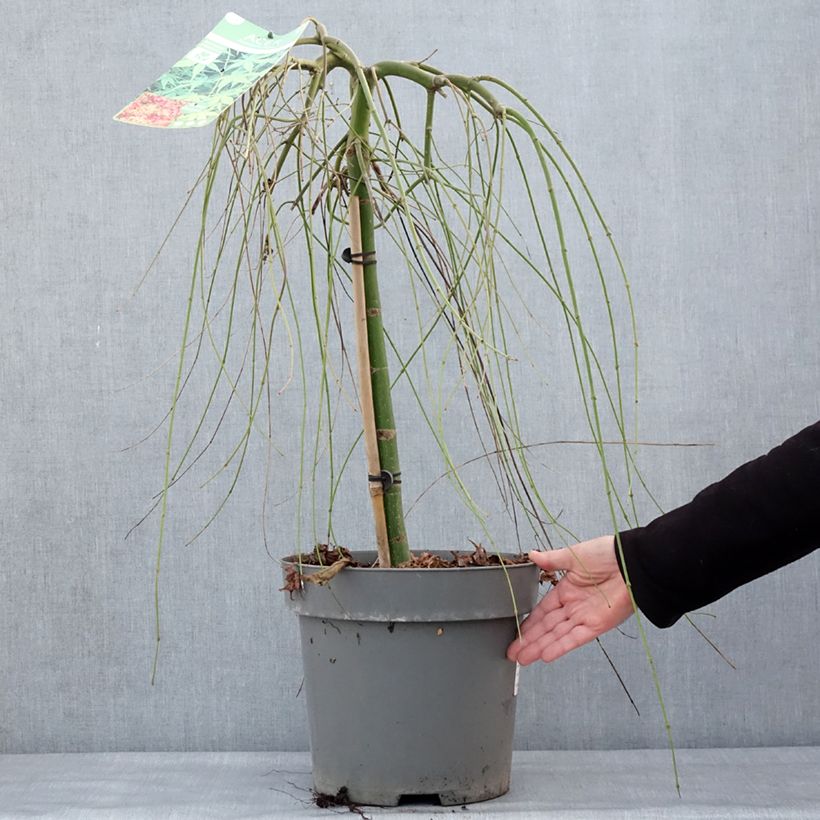 Spécimen de Érable du Japon - Acer palmatum Ryusen Pot de 12L/15L, Tige de 50 cm tel que livré en hiver