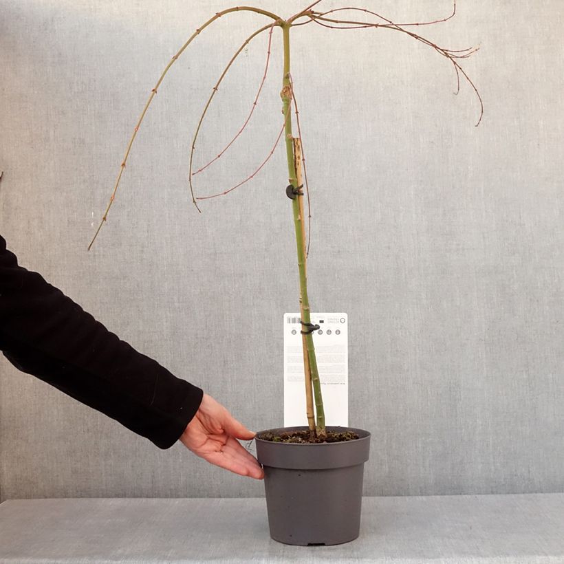Spécimen de Érable du Japon - Acer palmatum Ryusen Pot de 3L/4L, Tige tel que livré en hiver