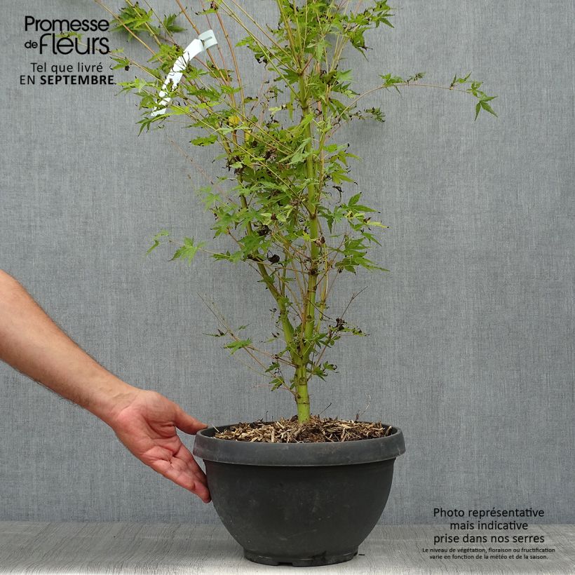 Spécimen de Erable du Japon - Acer palmatum Sangokaku (Senkaki) Pot de 6L/7L tel que livré en automne