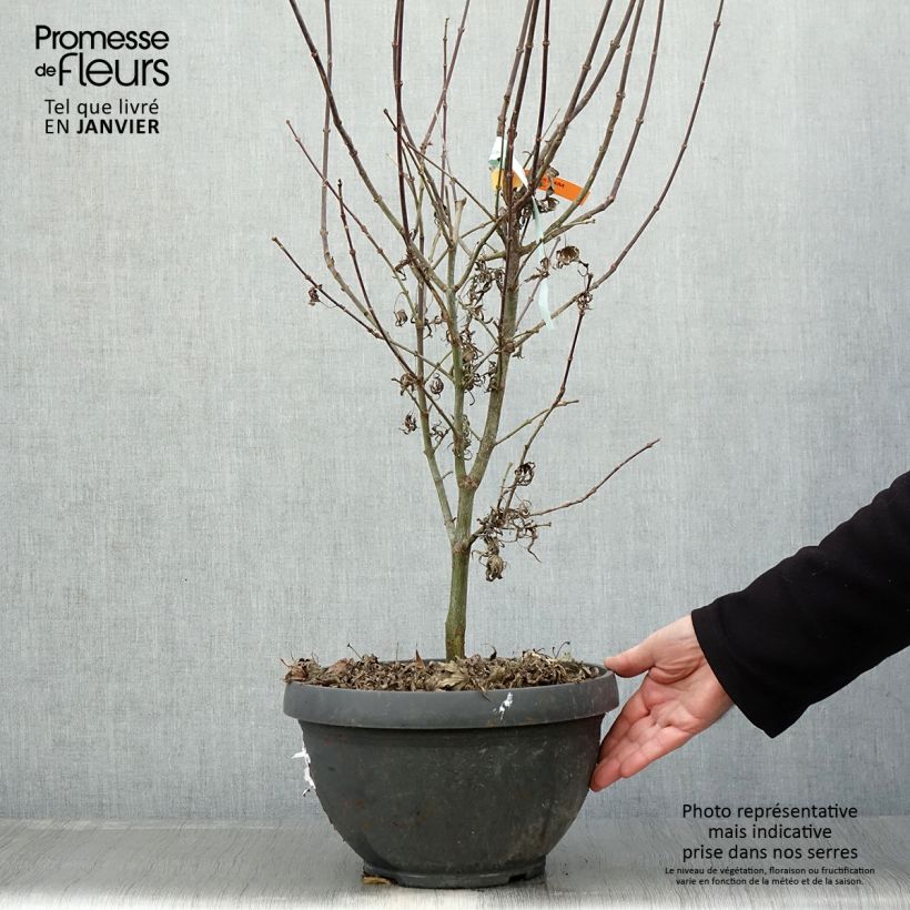 Spécimen de Erable du Japon - Acer palmatum Shaina Pot de 6L/7L tel que livré en hiver