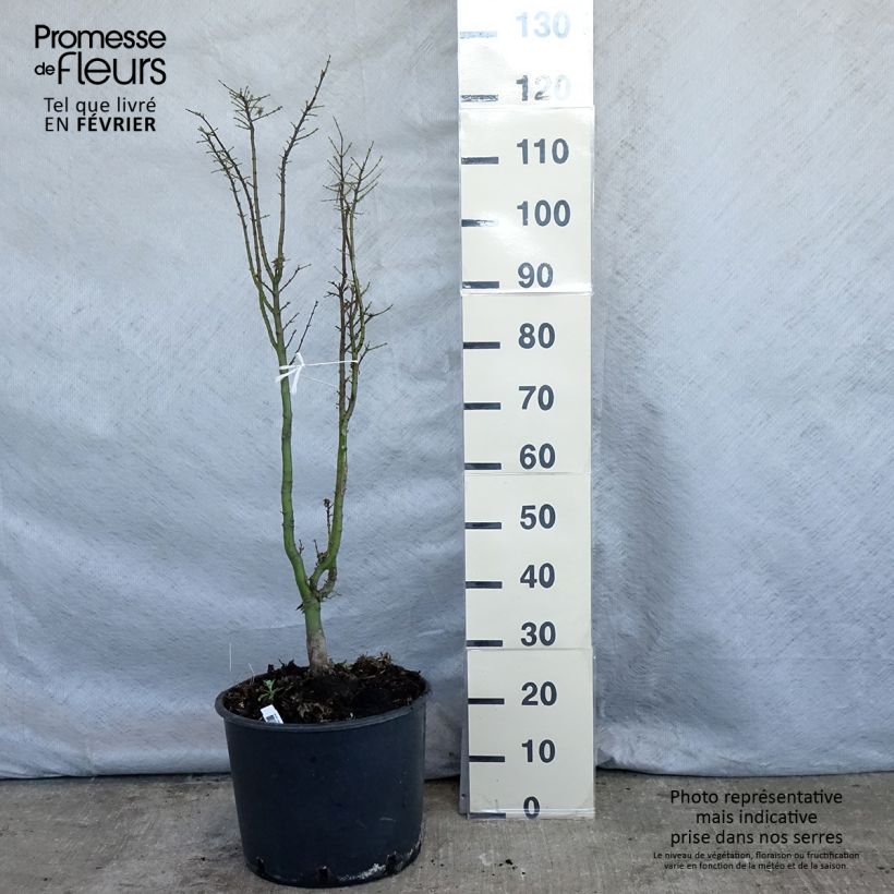 Spécimen de Érable du Japon - Acer palmatum Shishigashira Pot de 18L/20L tel que livré en hiver