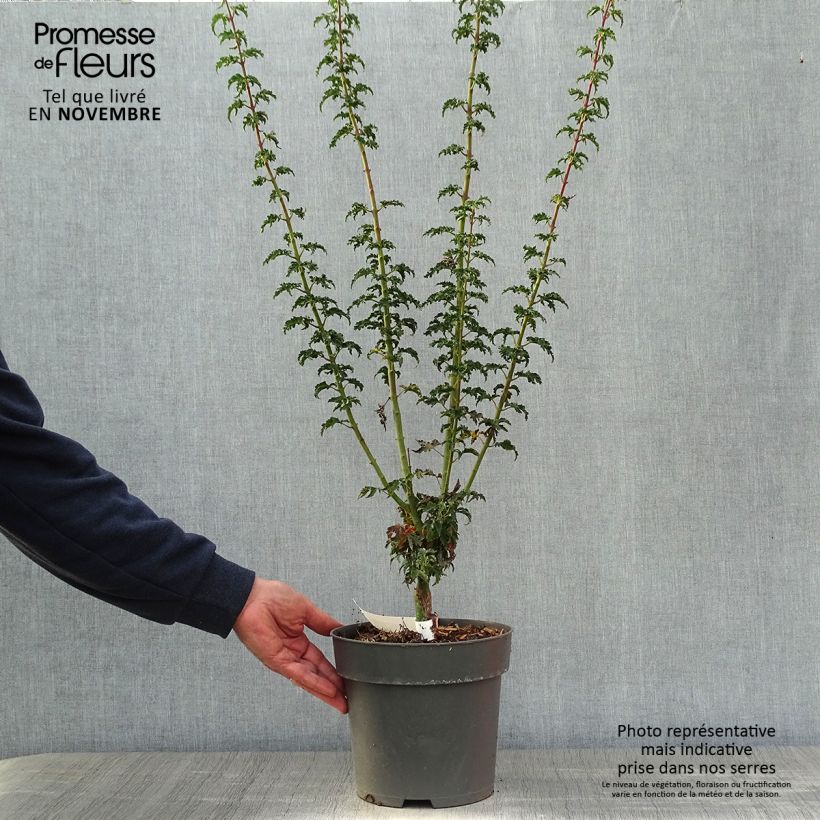 Spécimen de Érable du Japon - Acer palmatum Shishigashira Pot de 3L/4L tel que livré en automne