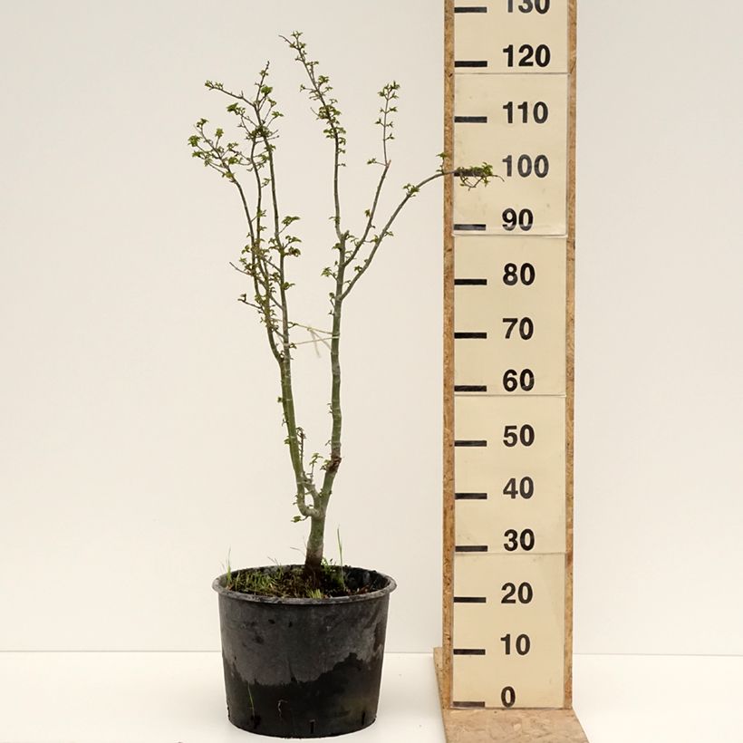 Spécimen de Érable du Japon - Acer palmatum Shishigashira Pot de 18L/20L tel que livré au printemps