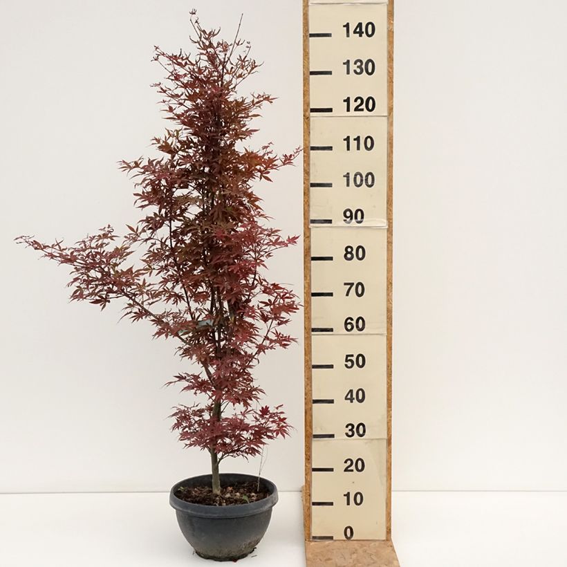Spécimen de Erable du Japon - Acer palmatum Skeeter's Broom Coupe 7,5L / 10L, Touffe tel que livré en été