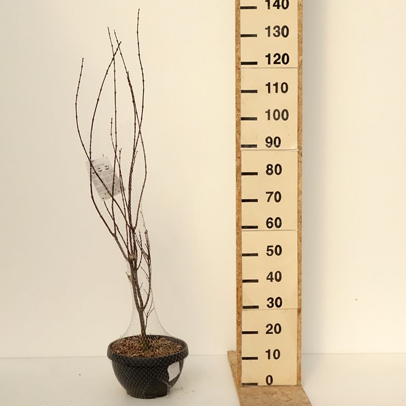 Spécimen de Erable du Japon - Acer palmatum Skeeter's Broom Coupe 7,5L / 10L, Touffe tel que livré en hiver