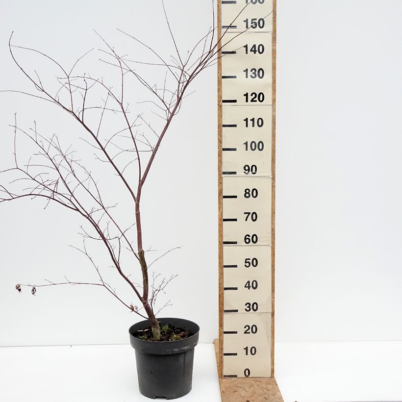 Spécimen de Erable du Japon - Acer palmatum Sumi-nagashi Pot de 7,5L/10L, Buisson tel que livré en automne