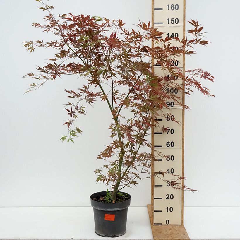 Spécimen de Erable du Japon - Acer palmatum Sumi-nagashi Pot de 12L/15L, Touffe tel que livré en été