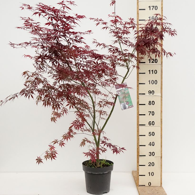 Spécimen de Erable du Japon - Acer palmatum Sumi-nagashi Pot de 12L/15L, Buisson, Touffe tel que livré au printemps