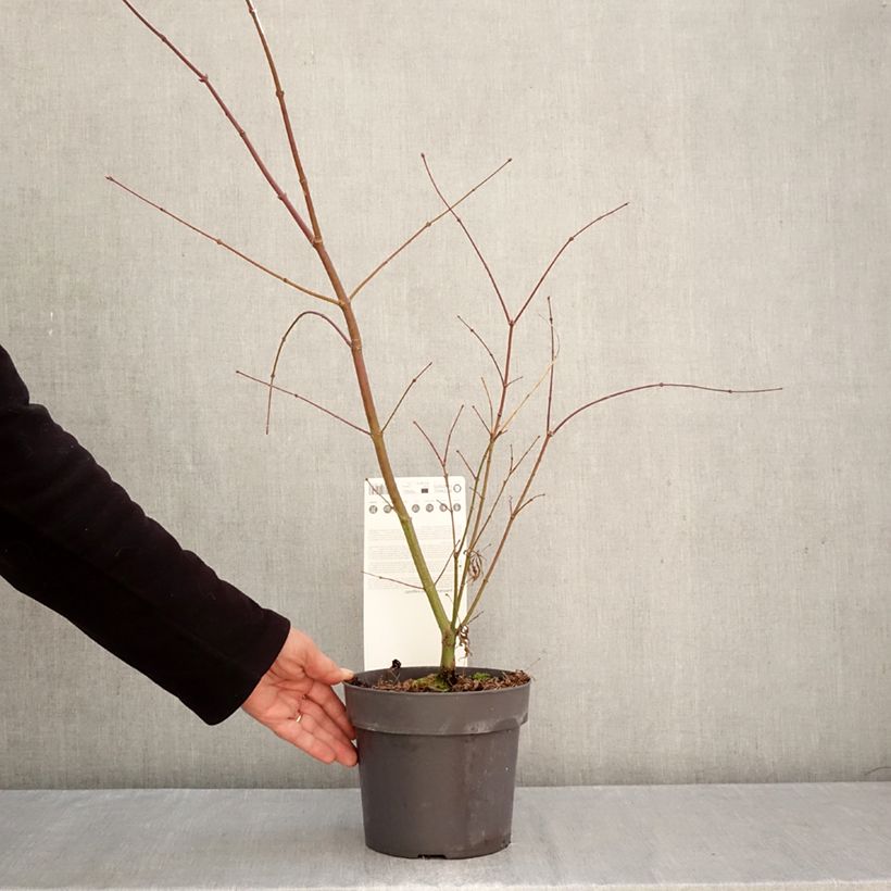 Spécimen de Erable du Japon - Acer palmatum Sumi-nagashi Pot de 3L/4L tel que livré en automne