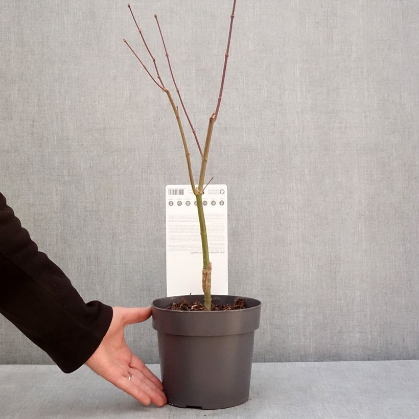 Spécimen de Erable du Japon - Acer palmatum Sumi-nagashi Pot de 3L/4L tel que livré en hiver