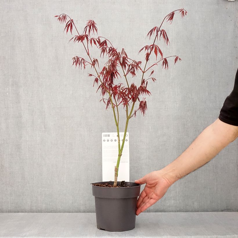Spécimen de Erable du Japon - Acer palmatum Sumi-nagashi Pot de 3L/4L tel que livré au printemps