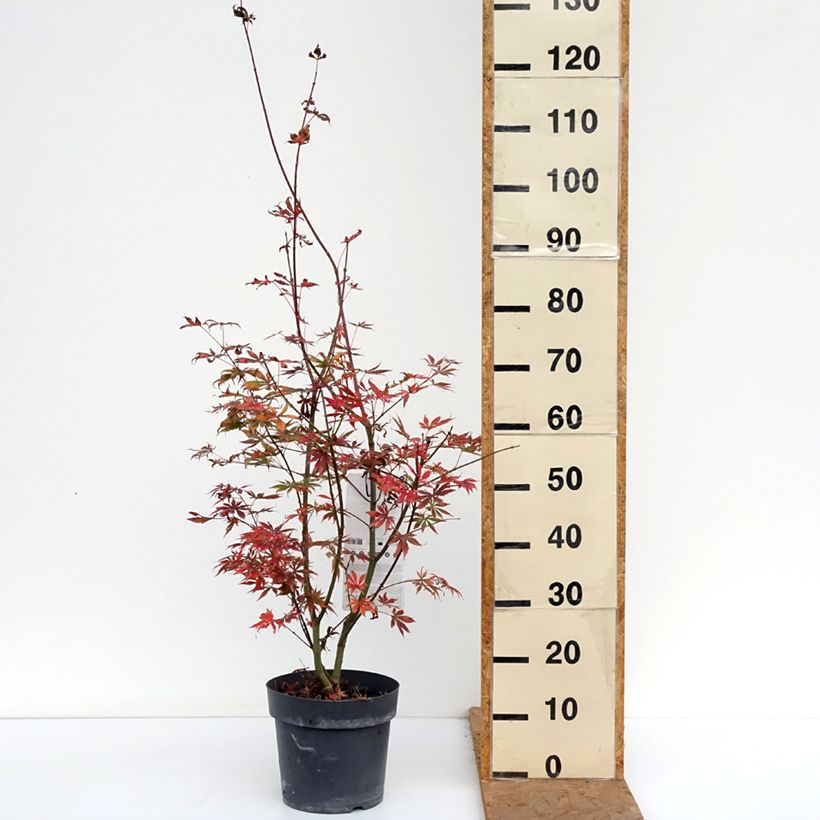 Spécimen de Érable du Japon - Acer palmatum Trompenburg Pot de 6L/7L tel que livré en automne