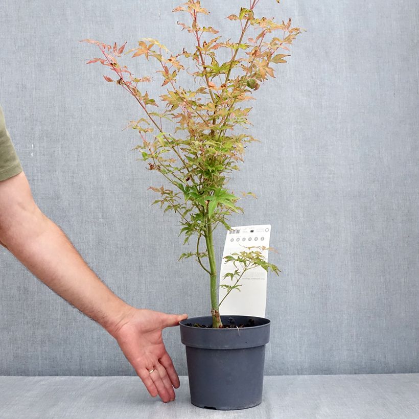 Spécimen de Erable du Japon - Acer palmatum Ukigumo Pot de 3L/4L tel que livré en été