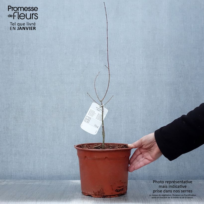 Spécimen de Erable du Japon - Acer palmatum Ukigumo Pot de 3L/4L tel que livré en hiver