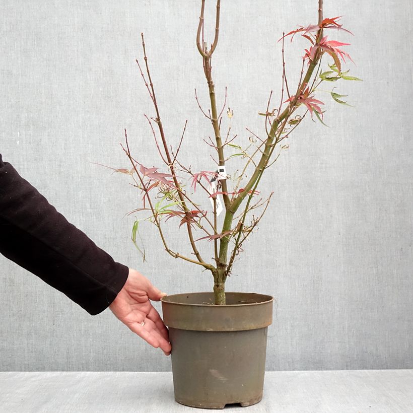 Spécimen de Erable du Japon - Acer palmatum Villa taranto Pot de 4L/5L tel que livré en automne